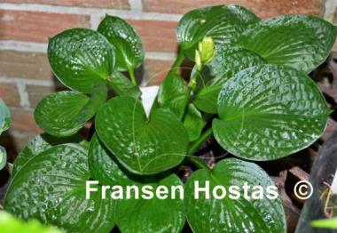 Hosta Lakeside Lollipop
