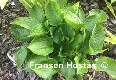 Hosta Lakeside Lollipop