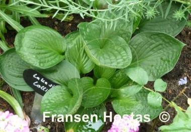 Hosta Lakeside Lollipop