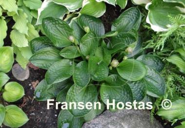 Hosta Lakeside Lollipop