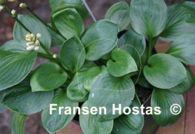 Hosta Lakeside Lollipop