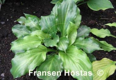 Hosta Lakeside Looking Glass