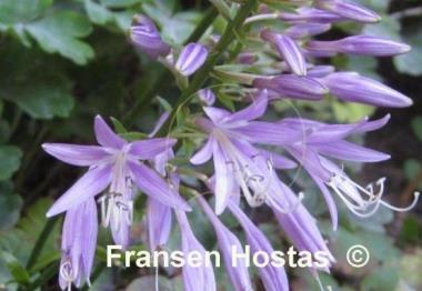 Hosta Lakeside Looking Glass