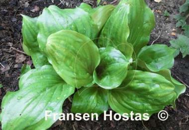 Hosta Lakeside Looking Glass