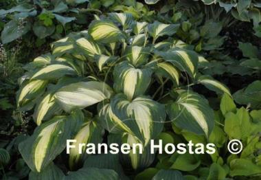 Hosta Lakeside Love Affaire