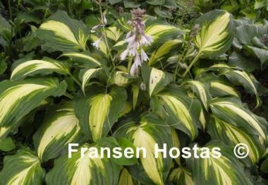 Hosta Lakeside Love Affaire
