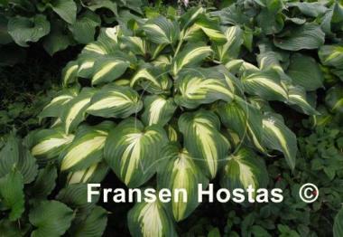 Hosta Lakeside Love Affaire