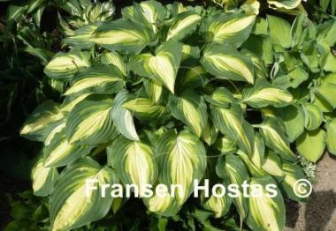 Hosta Lakeside Love Affaire