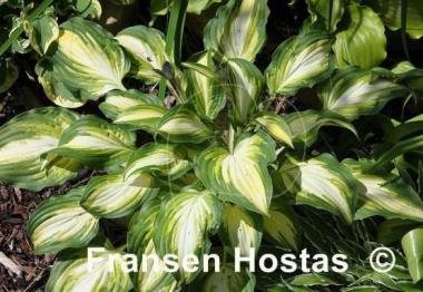 Hosta Lakeside Love Affaire