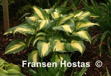 Hosta Lakeside Love Affaire