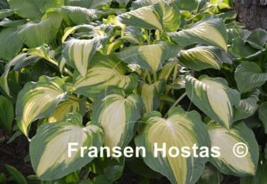 Hosta Lakeside Love Affaire