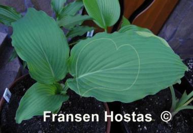Hosta Lakeside Maestro