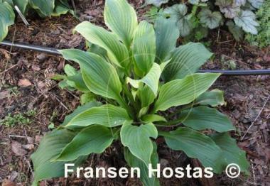 Hosta Lakeside Maestro