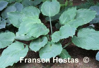Hosta Lakeside Maestro