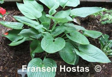 Hosta Lakeside Main Man