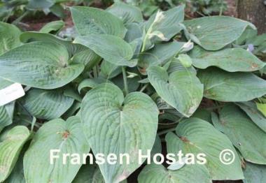 Hosta Lakeside Main Man