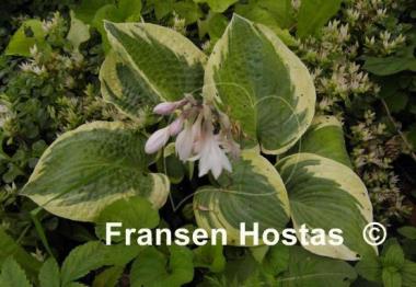 Hosta Lakeside Masterpiece