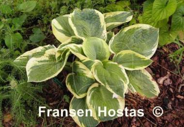 Hosta Lakeside Masterpiece