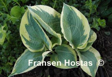 Hosta Lakeside Masterpiece