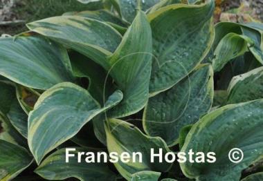 Hosta Lakeside Masterpiece