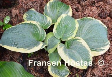 Hosta Lakeside Masterpiece