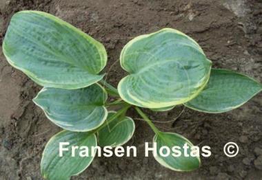 Hosta Lakeside Masterpiece