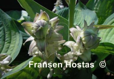 Hosta Lakeside Maverick