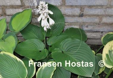 Hosta Lakeside Maverick