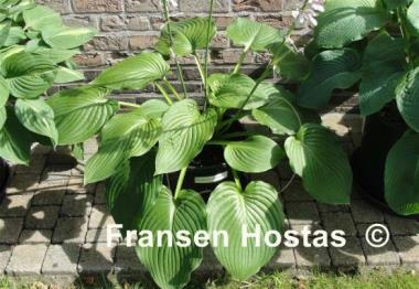 Hosta Lakeside Maverick