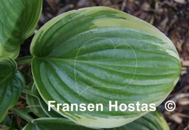 Hosta Lakeside Meadow Ice