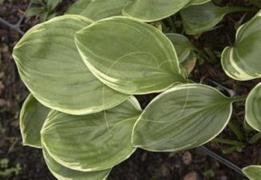 Hosta Lakeside Meadow Ice