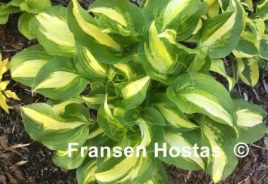 Hosta Lakeside Meter Maid