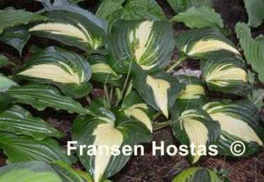 Hosta Lakeside Meter Maid