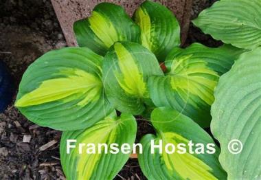 Hosta Lakeside Meter Maid