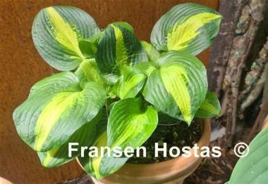 Hosta Lakeside Meter Maid