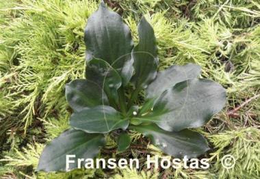 Hosta Lakeside Midnight Miss