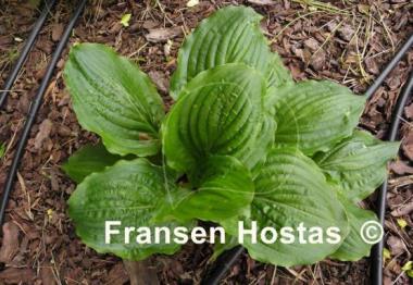 Hosta Lakeside Midnight Miss