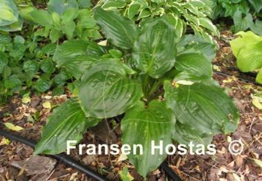 Hosta Lakeside Midnight Miss