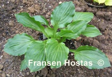 Hosta Lakeside Midnight Miss