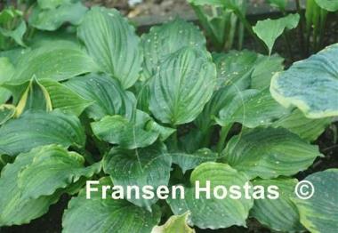 Hosta Lakeside Midnight Miss