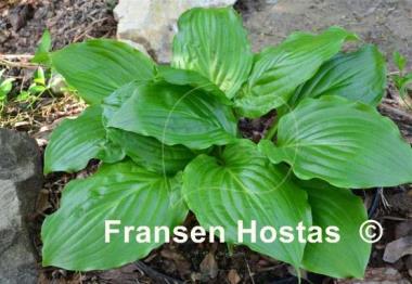 Hosta Lakeside Midnight Miss