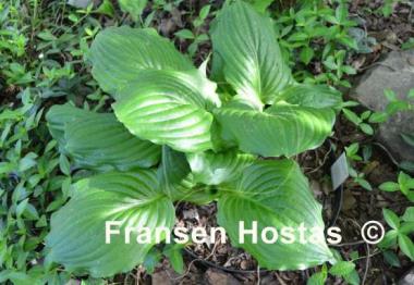 Hosta Lakeside Midnight Miss