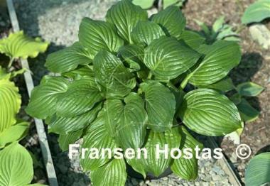 Hosta Lakeside Midnight Miss