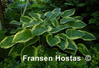 Hosta Lakeside Miss Muffett