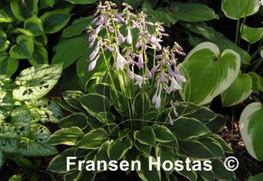 Hosta Lakeside Miss Muffett