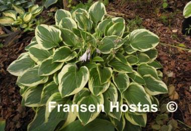 Hosta Lakeside Miss Muffett