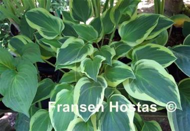 Hosta Lakeside Miss Muffett