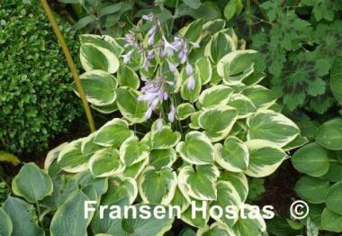 Hosta Lakeside Miss Muffett