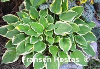 Hosta Lakeside Miss Muffett