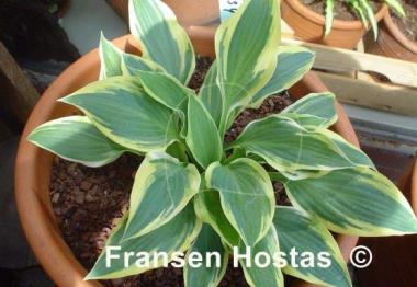 Hosta Lakeside Missy Little